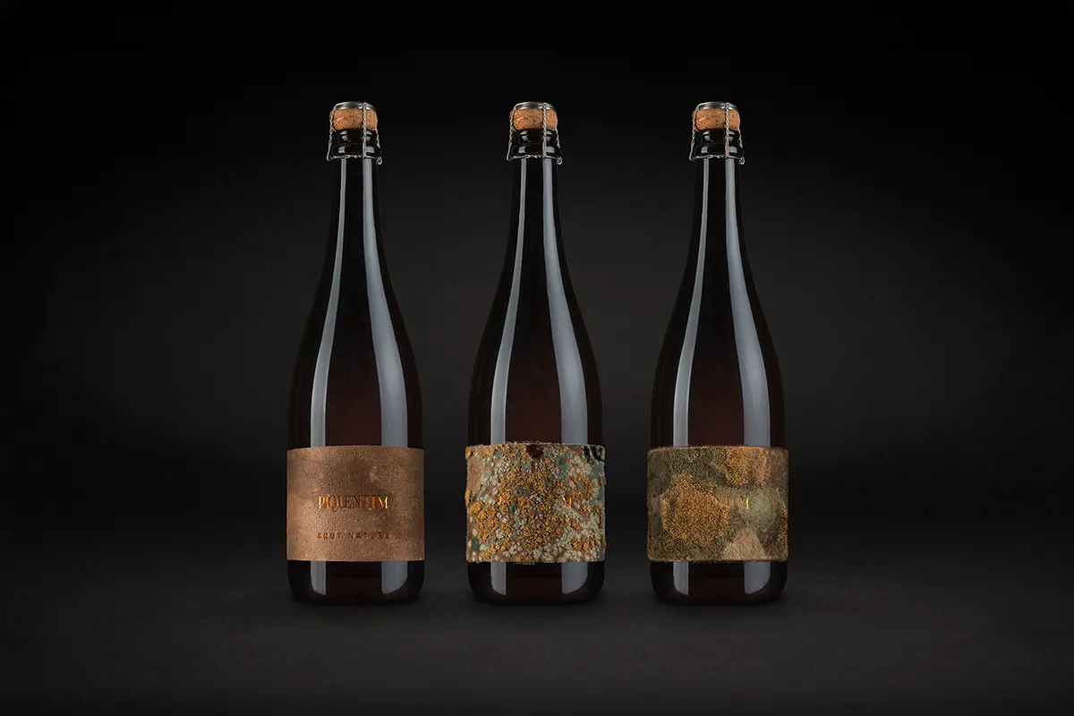 Drei Flaschen Piquentum Brut Nature nebeneinander, das linke Etikett glatt und braun, die beiden rechten mit gelbem und grünem Schimmel bewachsen