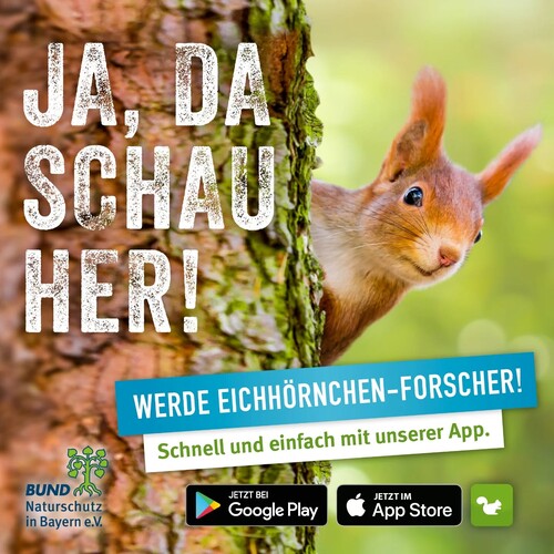 5 JAHRE APP-HÖRNCHEN 🐿️ Wie oft begegnet euch denn selbst einer der süßen Flitzer? Mit dem Projekt „Eichhörnchen in...
